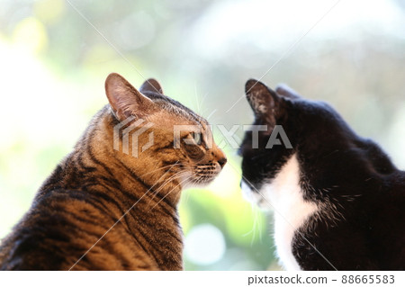 Two good friends 88665583