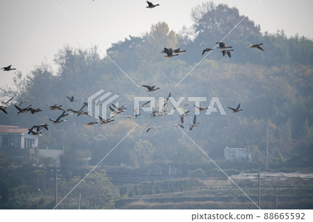 Wild goose Wild goose 88665592