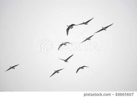 Wild goose 88665607