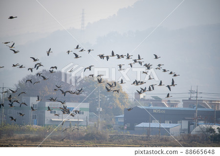 Wild goose 88665648