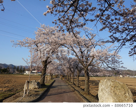 Cherry blossoms in full bloom Sakura Sakura Mahoroba no Ryokudo Cherry blossoms in full bloom Sakura Sakura Mahoroba no Ryokudo 88665710