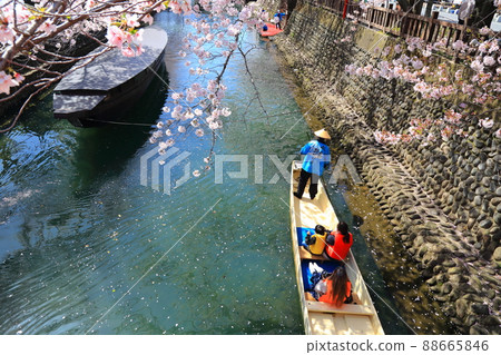 Sakura Sakura Sakura 盛開的水門川漫步77(岐阜縣大垣市水門川) Sakura Sakura Sakura 盛開的水門川漫步77(岐阜縣大垣市水門川) 88665846