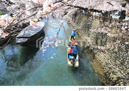Sakura Sakura Sakura Walk around the Suimon River in full bloom 78 (Suimon River, Ogaki City, Gifu Prefecture) 88665847