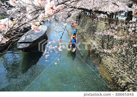Sakura Sakura Sakura 盛開的水門川漫步79(岐阜縣大垣市水門川) Sakura Sakura Sakura 盛開的水門川漫步79(岐阜縣大垣市水門川) 88665848
