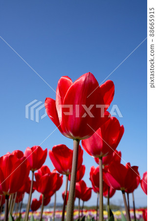 Bright red tulips and clear sky copy space 88665915