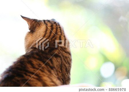 看著窗外的貓 88665978