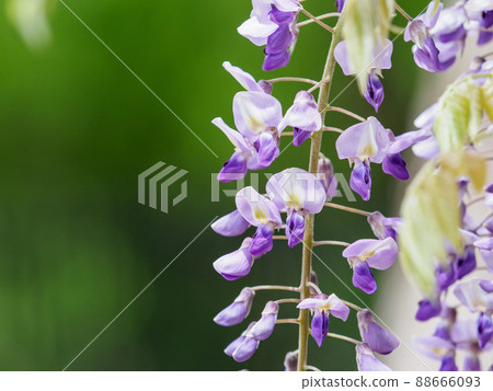日本特有的紫藤 日本特有的紫藤 88666093
