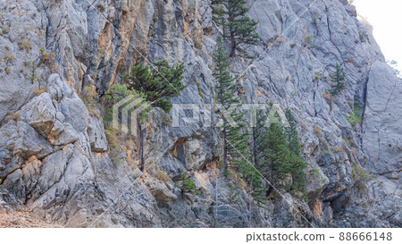 A pine tree grows directly from a stone cliff in Green Canyon in Turkey 88666148