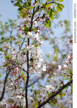 Sakura / Hazakura Sakura / Hazakura 88666154