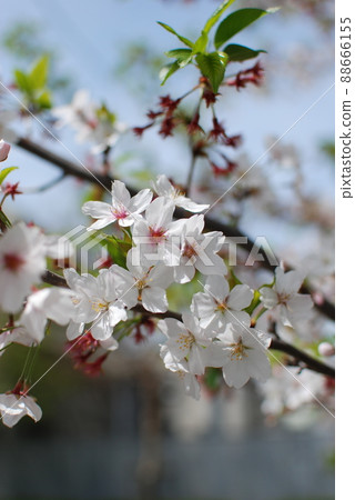 Sakura / Hazakura Sakura / Hazakura 88666155