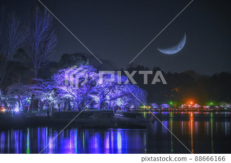 Illuminated cherry blossoms on Lake Senba, Mito City, Ibaraki Prefecture 88666166