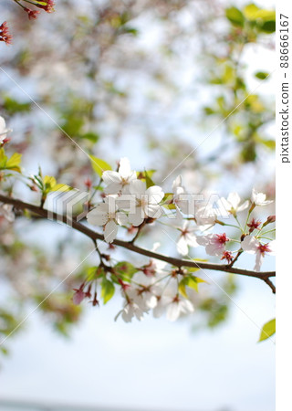 Sakura / Hazakura 88666167