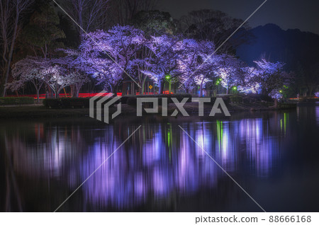 茨城縣水戶市千葉湖的燈火通明的櫻花 茨城縣水戶市千葉湖的燈火通明的櫻花 88666168