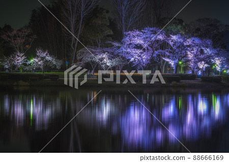 茨城縣水戶市千葉湖的燈火通明的櫻花 茨城縣水戶市千葉湖的燈火通明的櫻花 88666169