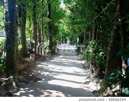 Okinawa Fukugi Namiki sightseeing spot 88666204