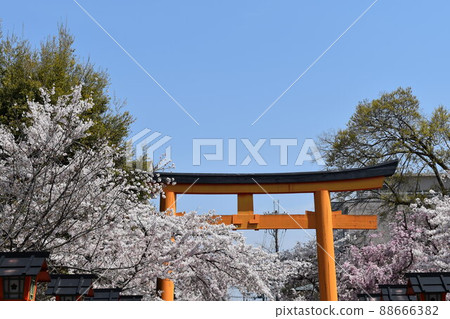 Under the blue sky, the torii gate and cherry blossoms in front of the gate ① Under the blue sky, the torii gate and cherry blossoms in front of the gate ① 88666382