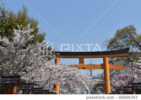 Under the blue sky, the torii gate in front of the gate and the cherry blossoms ② Under the blue sky, the torii gate in front of the gate and the cherry blossoms ② 88666383