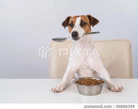 Jack Russell Terrier dog sits at a dinner table with a bowl of dry food and holds a spoon in his mouth. Jack Russell Terrier dog sits at a dinner table with a bowl of dry food and holds a spoon in his mouth. 88666384