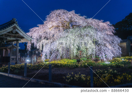 Illuminated weeping cherry blossoms at Ankokuji Temple in Mito City, Ibaraki Prefecture 88666430