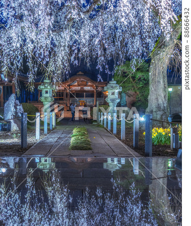 Illuminated weeping cherry blossoms at Ankokuji Temple in Mito City, Ibaraki Prefecture Illuminated weeping cherry blossoms at Ankokuji Temple in Mito City, Ibaraki Prefecture 88666432