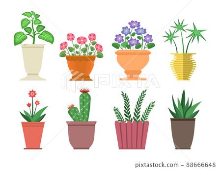 Dieffenbachia Flowers in Pot Vector Illustration 88666648