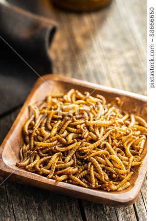 Fried salty worms. Roasted mealworms in bowl. 88666660