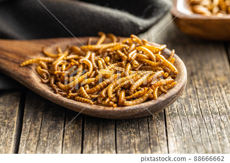 Fried salty worms. Roasted mealworms on wooden spoon. 88666662