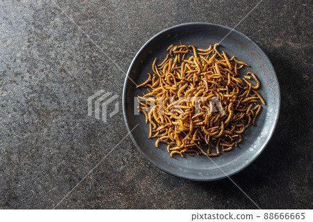 Fried salty worms. Roasted mealworms on plate. 88666665