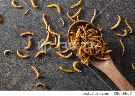 Fried salty worms. Roasted mealworms on wooden spoon. 88666667