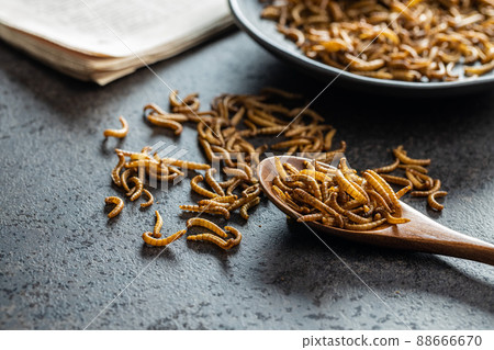 Fried salty worms. Roasted mealworms on wooden spoon. 88666670