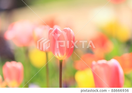 Tulip soft and soft Tulip soft and soft 88666936
