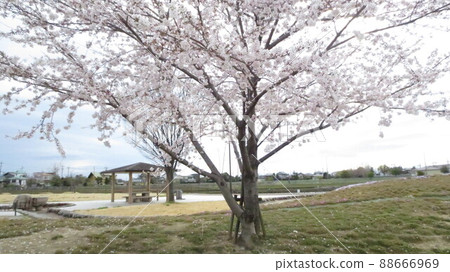 Sakura Somei Yoshino 3 88666969