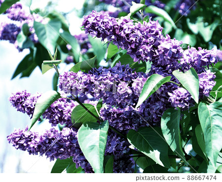 Flowers of terry lilac (double) lilac color Flowers of terry lilac (double) lilac color 88667474