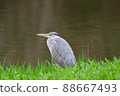 Gray heron 88667493