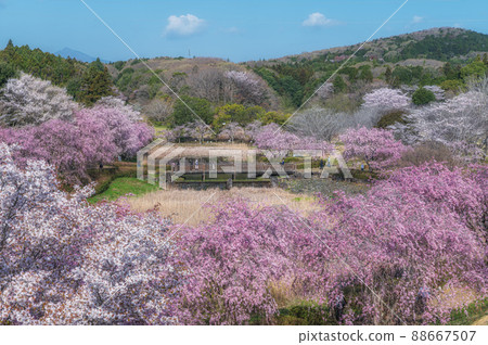 Cherry blossoms in full bloom on Hitachi Fudoki Hill, Ishioka City, Ibaraki Prefecture Cherry blossoms in full bloom on Hitachi Fudoki Hill, Ishioka City, Ibaraki Prefecture 88667507