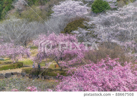 Cherry blossoms in full bloom on Hitachi Fudoki Hill, Ishioka City, Ibaraki Prefecture 88667508