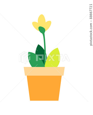 Blooming Yellow Flower Green Leaves in Flowerpot Blooming Yellow Flower Green Leaves in Flowerpot 88667721