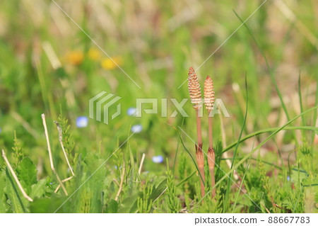 馬尾馬尾築神坊 88667783