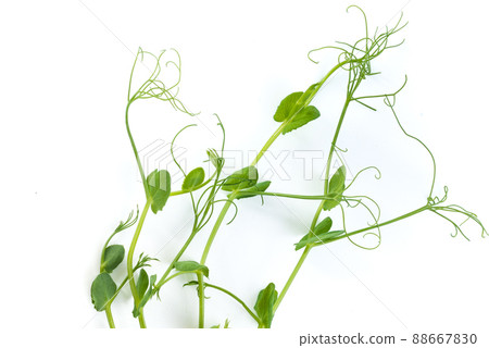 young pea plant grown as micro green, isolated on white 88667830