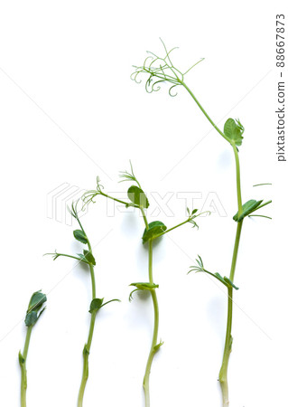 pea sprouts in different grown stages lined up in a row, isolated on white 88667873