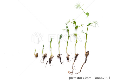 pea sprouts in different grown stages lined up in a row, isolated on white pea sprouts in different grown stages lined up in a row, isolated on white 88667901