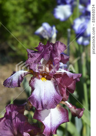 Tall bearded iris Crinoline Tall bearded iris Crinoline 88668034