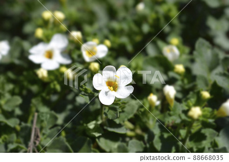 Ornamental bacopa Ornamental bacopa 88668035