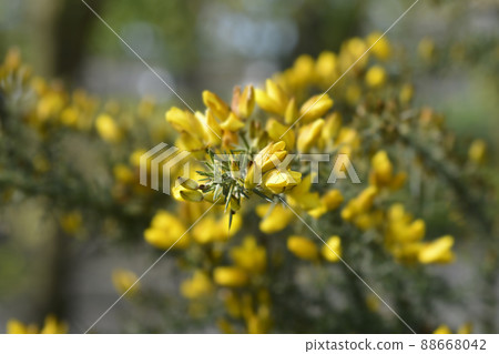 Common gorse Common gorse 88668042