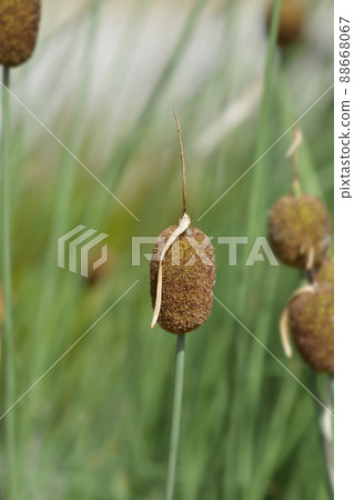 Dwarf bulrush Dwarf bulrush 88668067