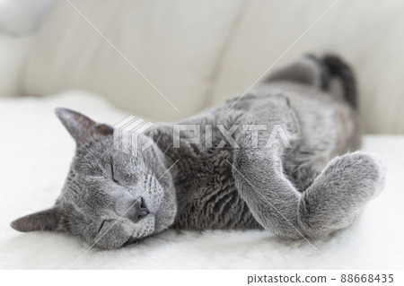 俄羅斯藍在沙發上打盹 88668435