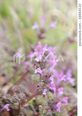 紫色唇形花henbit 紫色唇形花henbit 88668510