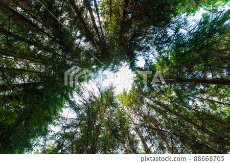 Low angle view of fir tree canopy against a sunny blue summer sky Low angle view of fir tree canopy against a sunny blue summer sky 88668705