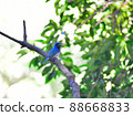Oorli 88668833
