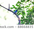 Oorli 88668835